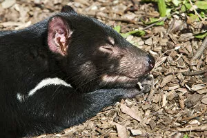 Images Dated 20th February 2006: The Tasmanian Devil (Sarcophilus harrisii) is the largest of the Dasyuridae, strictly protected
