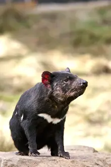 Images Dated 8th January 2013: The Tasmanian Devil (Sarcophilus harrisii) is the largest of the Dasyuridae