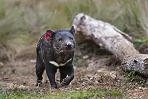Icon Prints: The Tasmanian Devil (Sarcophilus harrisii) is the largest of the Dasyuridae