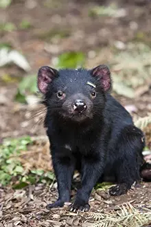 The Tasmanian Devil (Sarcophilus harrisii) is the largest of the Dasyuridae, strictly protected