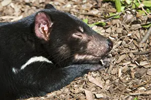 The Tasmanian Devil (Sarcophilus harrisii) is the largest of the Dasyuridae, strictly protected