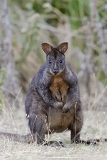 Tasmanian Pademelon (Thylogale billardierii) also called rufous-bellied Pademelon