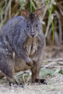 Marsupial Prints: Tasmanian Pademelon (Thylogale billardierii) also called rufous-bellied Pademelon