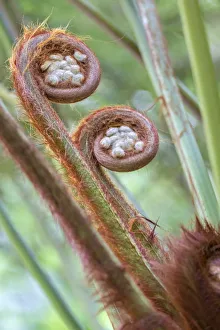 Tree Fern Prints: Tasmanian tree fern, USA