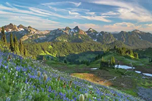 Cascade Mountain Prints: Tatoosh Range with a mixture of Broadleaf Lupines and Western Anemones in the foreground