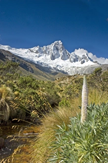 Extreme Terrain Prints: Taulli Macho, Giant Lupine, Lupinus weberbauerii, plant grows at 13, 000 to 15, 000 feet
