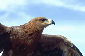 Tawny Prints: Tawny Eagle, Aquilla rapax, Native to Africa (Movie Animal)