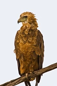 Images Dated 10th September 2006: A Tawny Eagle purched on a branch above the Maasai Mara Kenya. (RF)
