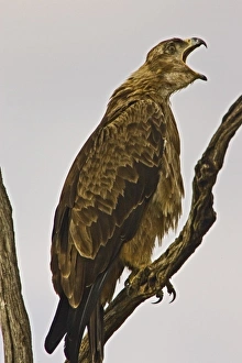 A Tawny Eagle purched on a branch above the Msai Mara Kenya. (RF)