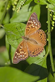 Animal Prints: Tawny Emperor (Asterocampa clyton) sunning