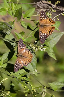 Images Dated 12th May 2021: Tawny Emperor (Asterocampa clyton) sunning