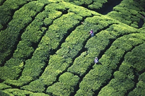 Hedge Prints: tea pickers, Munar, Kerala, India
