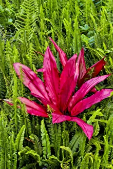 Maui Prints: Tea plant and ferns. Kula Botanical Gardens, Upcountry, Maui, Hawaii