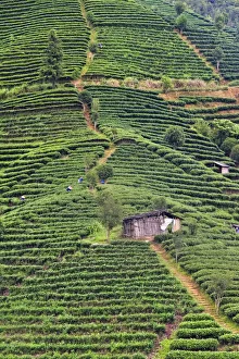 Guangxi Prints: Tea plantation, Sanjiang, Guangxi Province, China