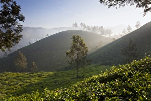 Images Dated 16th November 2010: Tea Plantations, Munnar, Western Ghats, Kerala, South India