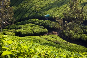 Tea Plantations, Munnar, Western Ghats, Kerala, South India