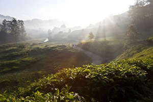 Sun Beam Prints: Tea Plantations & road, Munnar, Western Ghats, Kerala, South India