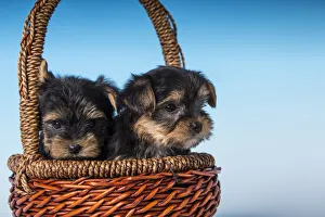 Images Dated 15th July 2017: Two Teacup Yorkshire Terrier puppies sitting in a small basket. (PR)