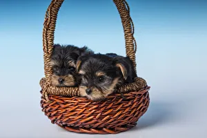 Cute Prints: Two Teacup Yorkshire Terrier puppies sitting in a small basket. (PR)