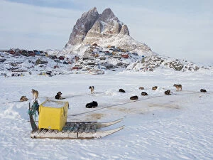 Greenland Gallery: Team of sled dog during winter in Uummannaq in Greenland