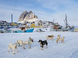 Images Dated 28th January 2020: Team of sled dog during winter in Uummannaq in Greenland
