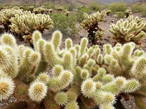 Spin Prints: Teddy bear cholla cactus in desert near Phoenix, Arizona