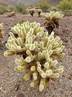 Spin Prints: Teddy bear cholla cactus in desert near Phoenix, Arizona