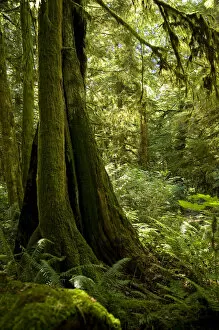 Temperate rain forest, Gibsons, BC, Canada