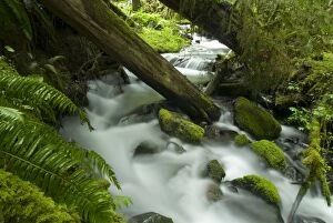 Temperate Rainforest Creek in Sol Duc River Drainage, Olympic National Park, Washington