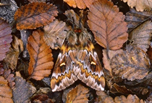 Andres Morya Prints: Temperate Rainforest Moth, La Araucania, Chile