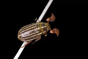 Images Dated 11th July 2007: Ten-lined june beetle, Polyphylla decimlineata, Stanley Park, British Columbia