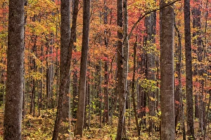 Images Dated 26th October 2014: Tennessee, Great Smoky Mountains National Park, Roaring Fork Motor Nature Trail