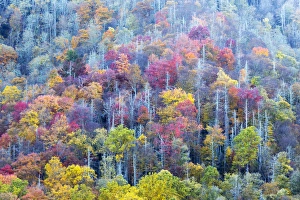 Images Dated 27th October 2014: Tennessee, Great Smoky Mountains National Park, view along Newfound Gap Road