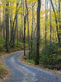 Images Dated 26th October 2014: Tennessee, Great Smoky Mountains National Park, Roaring Fork Motor Nature Trail