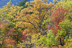 Images Dated 18th October 2014: Tennessee, Great Smoky Mountains National Park, Roaring Fork Motor Nature Trail