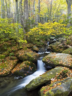 Tennessee, Great Smoky Mountains National Park, Roaring Fork Motor Nature Trail