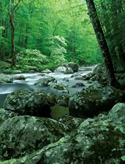 Images Dated 25th August 2005: Tennessee, Great Smoky Mt NP, Stream at Tremont in spring