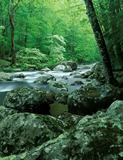 Dogwood Prints: Tennessee, Great Smoky Mt NP, Stream at Tremont in spring