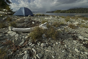Images Dated 13th September 2006: Tent at Keith Island Campsite, Broken Island Group, Pacific Rim National Park Preserve