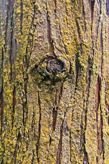 Terceira Prints: Terceira, Azores, Portugal. Bark of a conifer tree