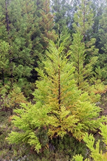 Terceira Prints: Terceira, Azores, Portugal. Lush green conifer trees