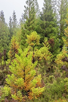 Terceira Prints: Terceira, Azores, Portugal. Lush green conifer trees