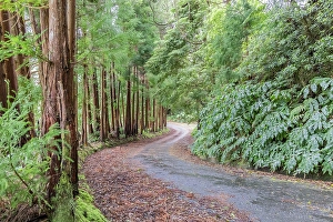 Verdant Prints: Terceira, Azores, Portugal. Road through the forest on Terceira Island, Azores