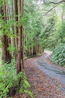 Verdant Prints: Terceira, Azores, Portugal. Road through the forest on Terceira Island, Azores