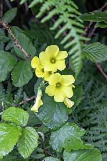 Fern Prints: Terceira, Azores, Portugal. Wildflowers and lush greenery
