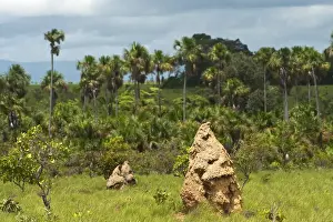 Termite Mound Prints: Termite mounds Savannah, Rupununi GUYANA South America
