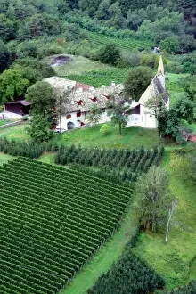 Wine Industry Prints: Teroldego grapes grow in a vineyard near Mezzocorona in Northern Italy
