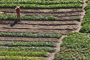 Terrace Prints: Terraced vegetable field, Banaue, Ifugao Province, Philippines