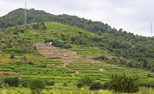Terraced vineyard. Potmje village, Dingac wine region, Peljesac peninsula. Dingac village