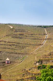 Images Dated 13th May 2004: Terraced vineyards in the Cote Rotie district around Ampuis in northern Rhone planted